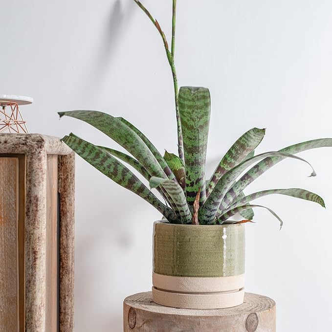 8 Inch Pots for Plants, Ceramic Planter Pot with Drainage Hole & Saucer, Indoor/Outdoor Cylinder Round Planter Pot, Green & Beige-CasaMuseHome