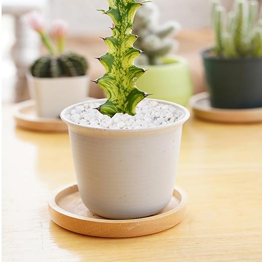 2.5 lbs White Aquarium Gravel, 1/5 Inch White Rocks for Plants, Small Pebbles for Vases, Succulents, Bamboo, Natural Decorative Pebbles for Plants Drainage, Cactus, Crafts-CasaMuseHome