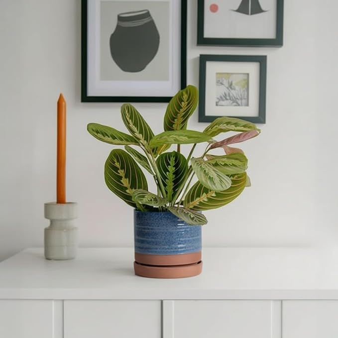 6 Inch Plant Pots, Ceramic Planter Pot with Drainage Hole & Saucer, Indoor/Outdoor Cylinder Round Planter Pot, Aqua Blue & Terracotta Red-CasaMuseHome