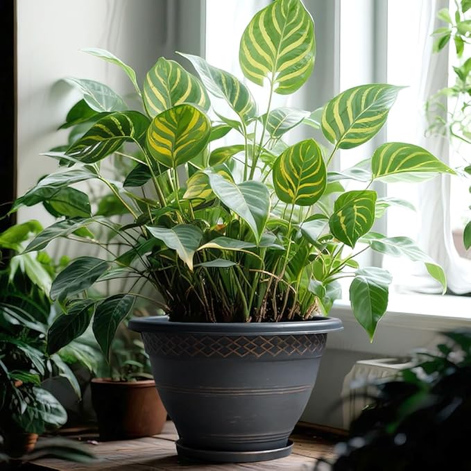 4 Pack 16 Inch Large Plant Pots, Plastic Flower Pot for Indoor & Outdoor with Drainage Holes & Saucer, Plaid Pattern Planters Garden Pots for Herbs-CasaMuseHome