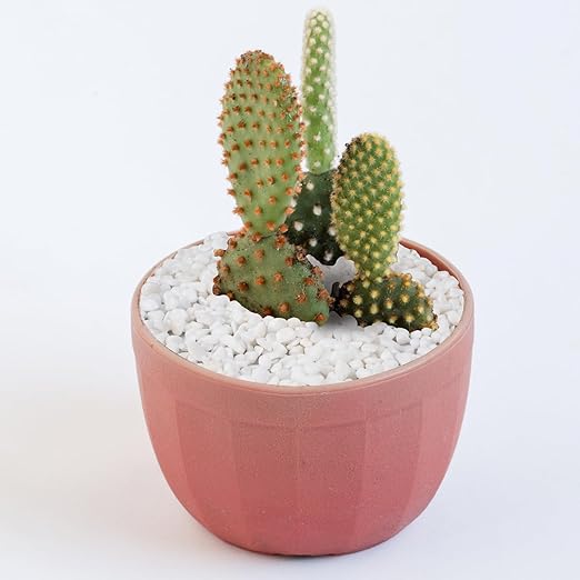 2.5 lbs White Aquarium Gravel, 1/5 Inch White Rocks for Plants, Small Pebbles for Vases, Succulents, Bamboo, Natural Decorative Pebbles for Plants Drainage, Cactus, Crafts-CasaMuseHome