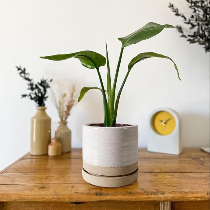 6 Inch Plant Pots, Ceramic Planter Pot with Drainage Hole & Saucer, Indoor/Outdoor Cylinder Round Planter Pot, White & Beige Glaze-CasaMuseHome