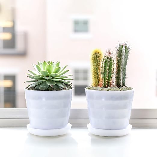 5LB Succulent and Cactus Pebbles, 1/5 Inch Jade Pebbles for Indoor Plants, Decorative Gravel for Vases, Bamboo, Succulent, Terrarium, Crafts, Cactus-CasaMuseHome