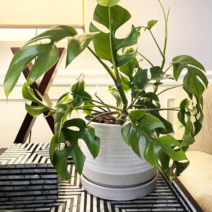 6 + 8 Inch Plant Pots, Ceramic Planter Pot with Drainage Hole & Saucer, Indoor/Outdoor Cylinder Round Planter Pot, Cream & Beige-CasaMuseHome