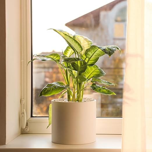 5 lbs Coarse Silica Sand for Indoor Plants, 1/5 Inch Natural Decorative Gravel for Vases, Aquariums, Terrarium, Fish Tank, Drainage Rocks for Potted Plants, Bamboo, Succulent, Crafts, Cactus-CasaMuseHome