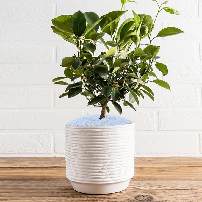 10LB Succulent and Cactus Gravel, 1/5 Inch White Natural Decorative Polished Pebbles for Landscaping, River Rocks for Plants, Vases, Aquariums, Terrarium and Outdoor Gardening-CasaMuseHome