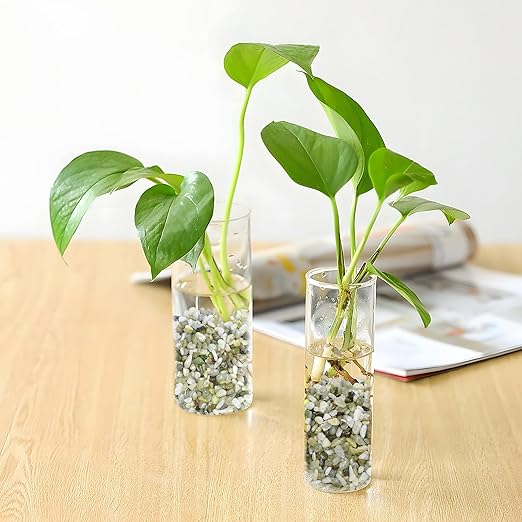 2.5LB Succulent and Cactus Pebbles, 1/5 Inch Jade Pebbles for Indoor Plants, Decorative Gravel for Vases, Bamboo, Succulent, Terrarium, Crafts, Cactus-CasaMuseHome