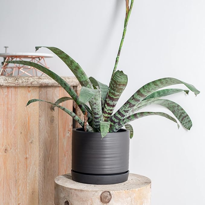 8 Inch Pots for Plants, Ceramic Planter Pot with Drainage Hole & Saucer, Indoor/Outdoor Cylinder Round Planter Pot, Matte Black-CasaMuseHome