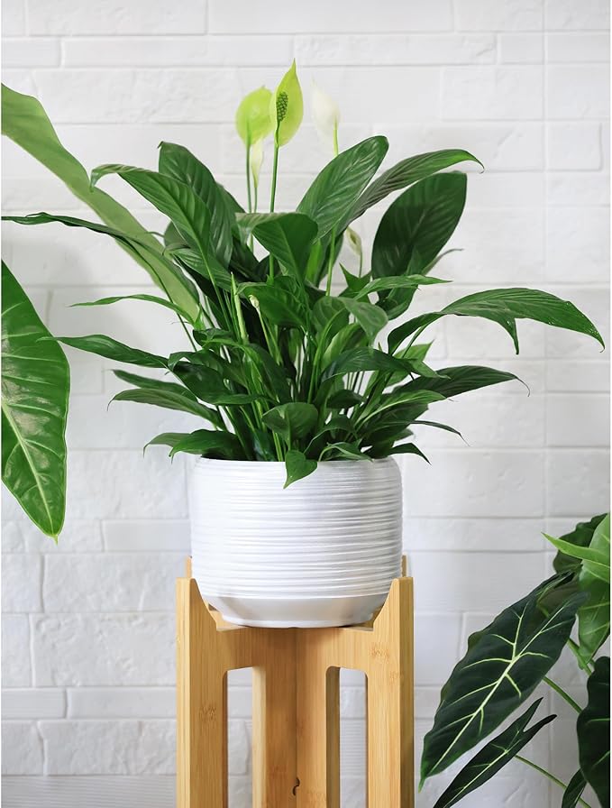 8 Inch + 6 Inch Ceramic Plant Pots Indoor with Drainage – Flower Pot Set, Decorative Indoor Planters for House Plants and Garden Use-CasaMuseHome