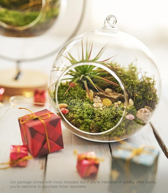 15-Piece Terrarium Kit with Live Moss – DIY Glass Globe Set with Tools, Soil, Stones & Spray Bottle – Indoor Mini Garden Gift for Plant Lovers, Home Decor & Zen Craft-CasaMuseHome