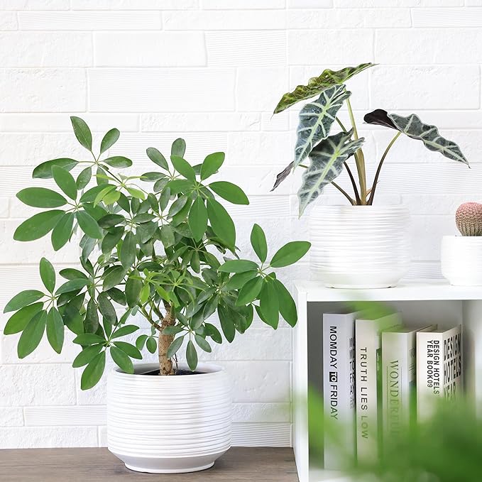 8 Inch + 6 Inch Ceramic Plant Pots Indoor with Drainage – Flower Pot Set, Decorative Indoor Planters for House Plants and Garden Use-CasaMuseHome