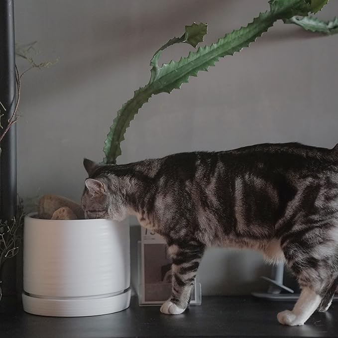 8 Inch Pots for Plants, Ceramic Planter Pot with Drainage Hole & Saucer, Indoor/Outdoor Cylinder Round Planter Pot, Matte White-CasaMuseHome