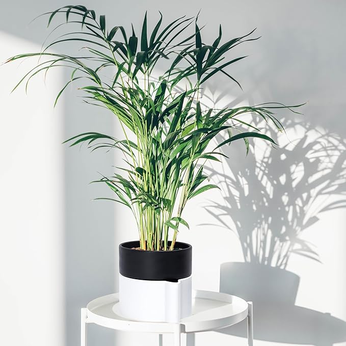8 Inch Self-Watering Planter Pot with Terracotta Insert, Deep Water Reservoir, and Ceramic-Alike BPA-Free Plastic Planter Pot for Plant, Modern Planter for Houseplants, White/Black, 53-B-T-4-CasaMuseHome