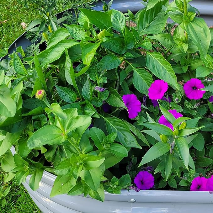 2 Pack 8x3x1FT Galvanized Raised Garden Bed Large Metal Planter Box Kit Elevated Raised Garden Planters for Outdoor Plants, Gray-CasaMuseHome