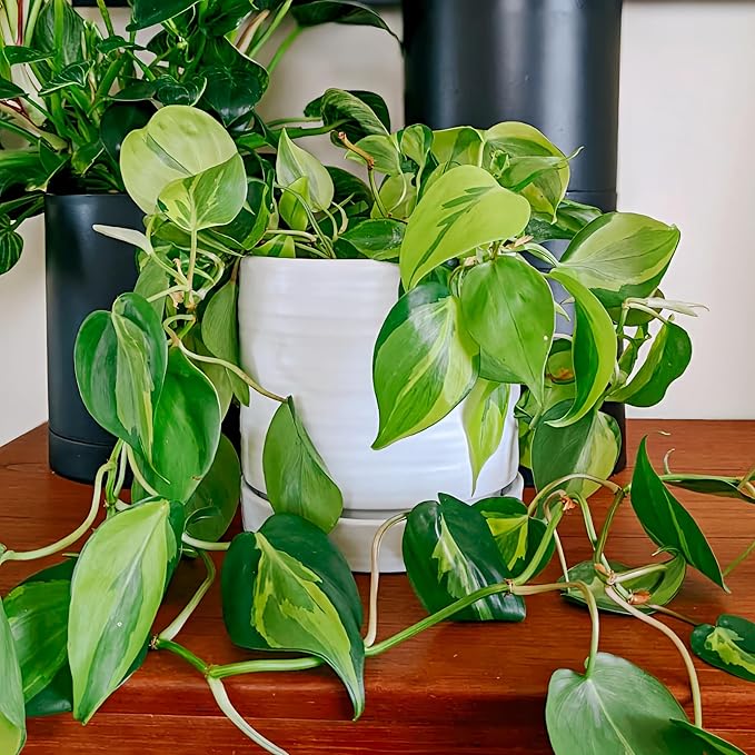 6 Inch Plant Pots, Ceramic Planter Pot with Drainage Hole & Saucer, Indoor/Outdoor Cylinder Round Planter Pot, Matte White-CasaMuseHome