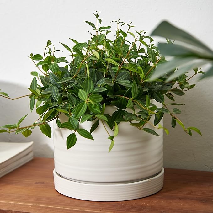 8 Inch Pots for Plants, Ceramic Planter Pot with Drainage Hole & Saucer, Indoor/Outdoor Cylinder Round Planter Pot, Matte White-CasaMuseHome