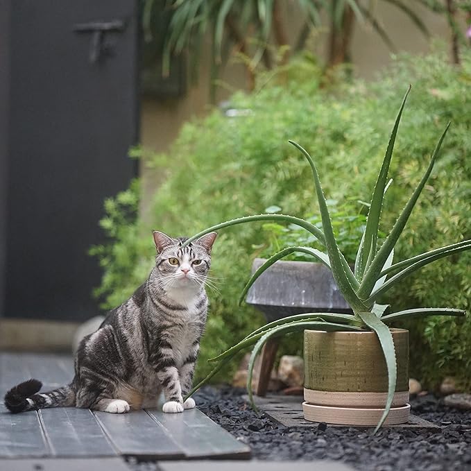 8 Inch Pots for Plants, Ceramic Planter Pot with Drainage Hole & Saucer, Indoor/Outdoor Cylinder Round Planter Pot, Green & Beige-CasaMuseHome