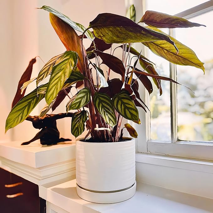 8 Inch Pots for Plants, Ceramic Planter Pot with Drainage Hole & Saucer, Indoor/Outdoor Cylinder Round Planter Pot, Matte White-CasaMuseHome