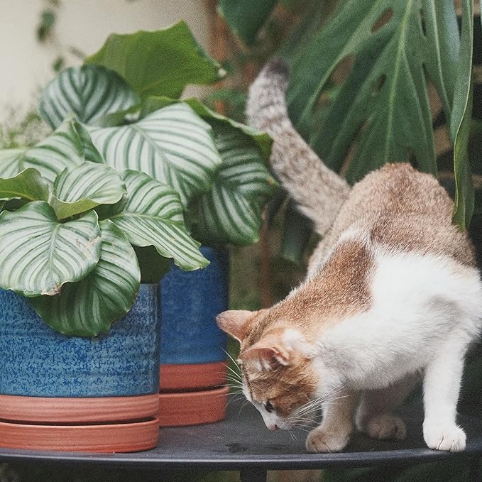 8 Inch Pots for Plants, Ceramic Planter Pot with Drainage Hole & Saucer, Indoor/Outdoor Cylinder Round Planter Pot, Blue & Terracotta-CasaMuseHome