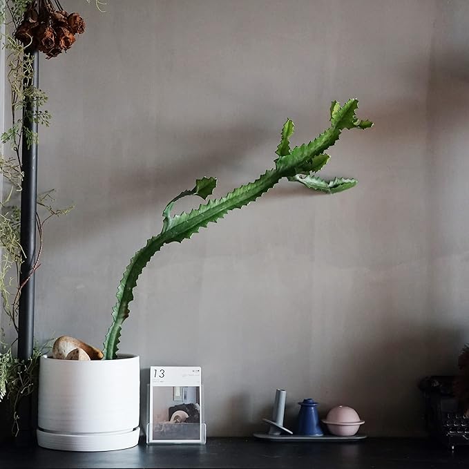 8 Inch Pots for Plants, Ceramic Planter Pot with Drainage Hole & Saucer, Indoor/Outdoor Cylinder Round Planter Pot, Matte White-CasaMuseHome