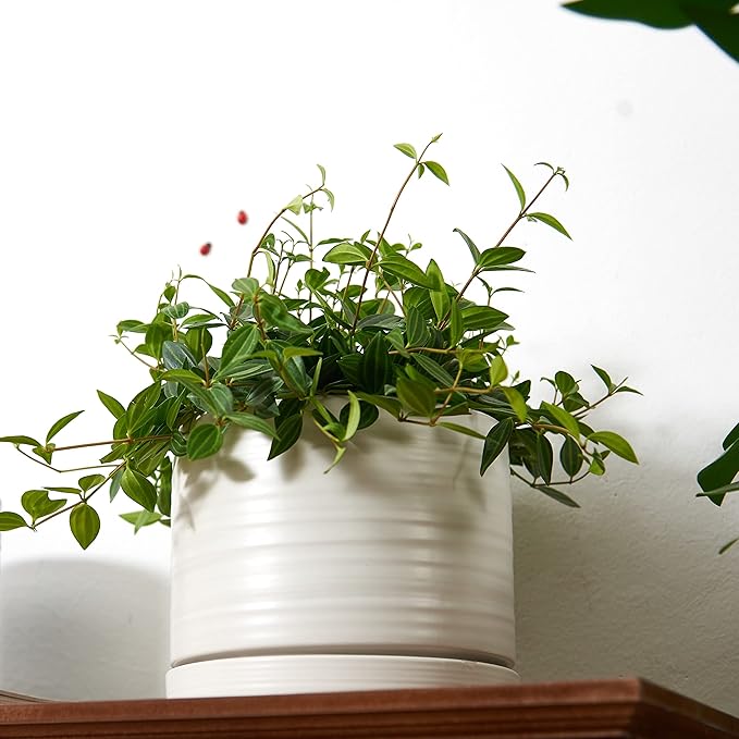 6 Inch Plant Pots, Ceramic Planter Pot with Drainage Hole & Saucer, Indoor/Outdoor Cylinder Round Planter Pot, Matte White-CasaMuseHome