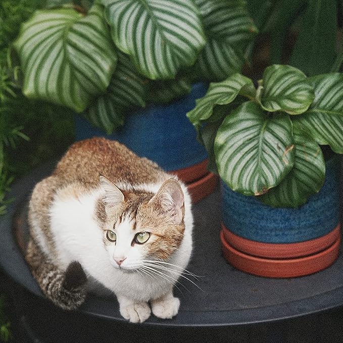 6 + 8 Inch Plant Pots, Ceramic Planter Pot with Drainage Hole & Saucer, Indoor/Outdoor Cylinder Round Planter Pot, Aqua Blue & Terracotta-CasaMuseHome
