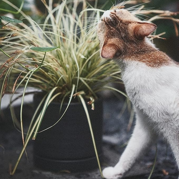 6 + 8 Inch Plant Pots, Ceramic Planter Pot with Drainage Hole & Saucer, Indoor/Outdoor Cylinder Round Planter Pot, Matte Black-CasaMuseHome